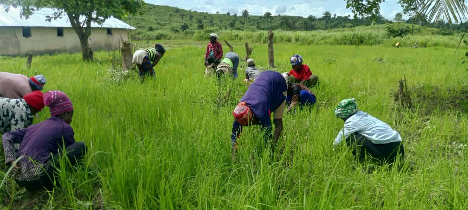 Charity Agriculture project