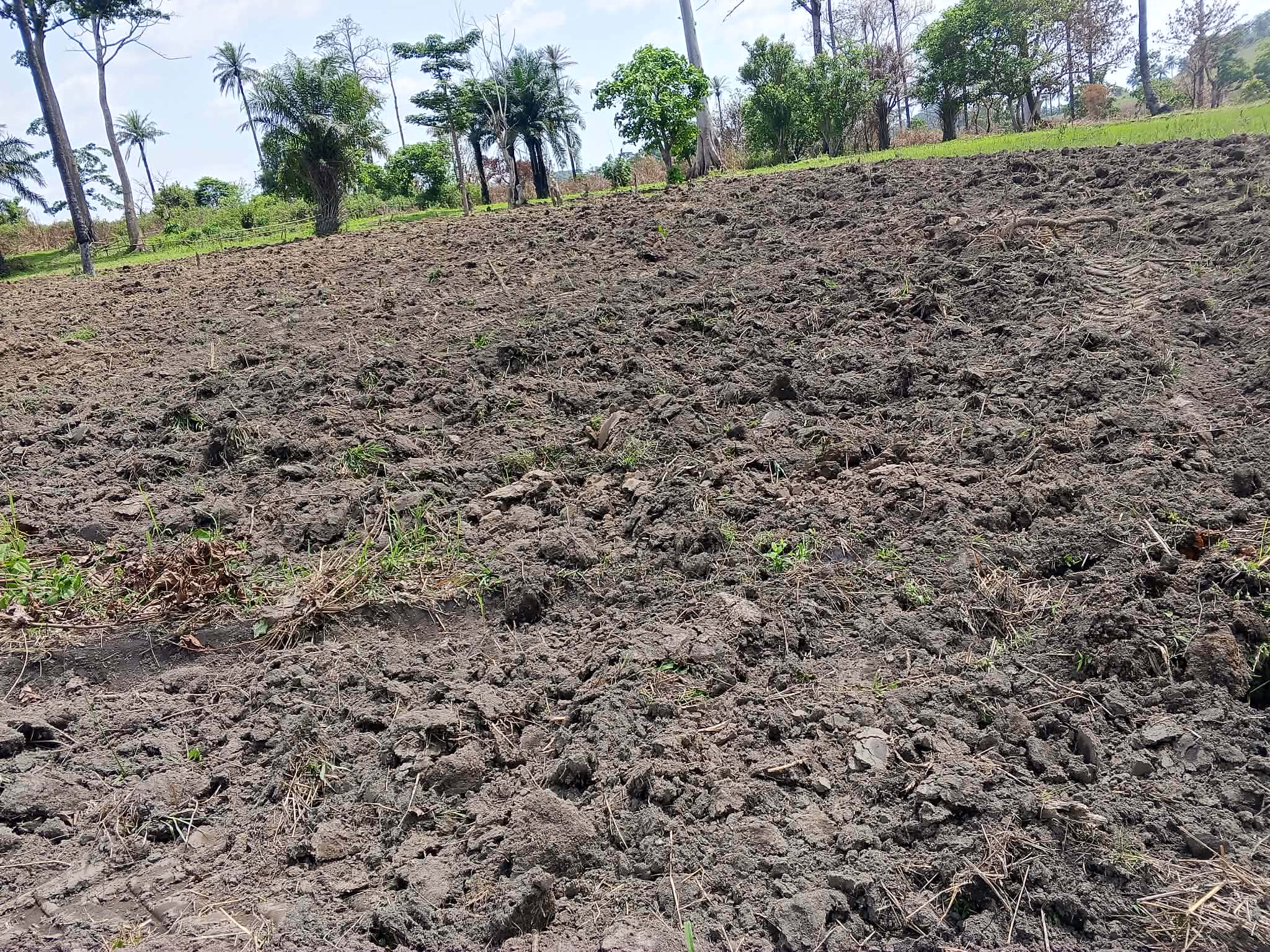 Working for humanity agriculture project in Foya, the rural area of Liberia, west Africa